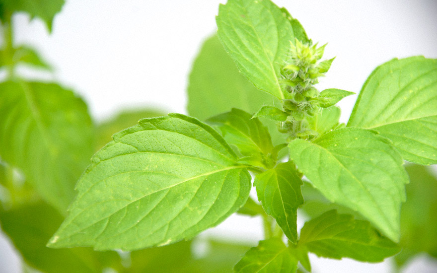 Zitronenbasilikum 'Sweet Dani' (Saatgut) Ocimum basilicum Basilikum