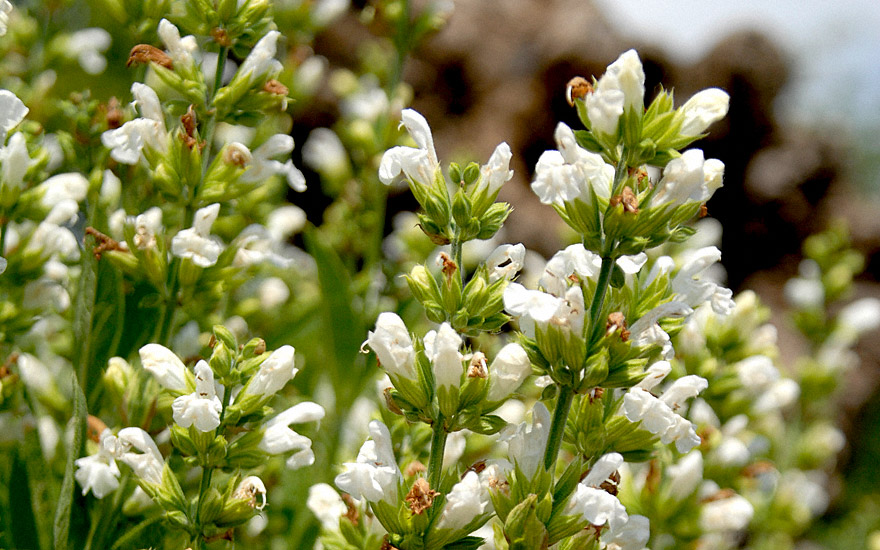 Salbei, weiß blühend (Pflanze) Salvia officinalis ssp. minor ‘Alba