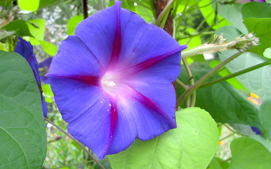trichterwinde trichterwinde