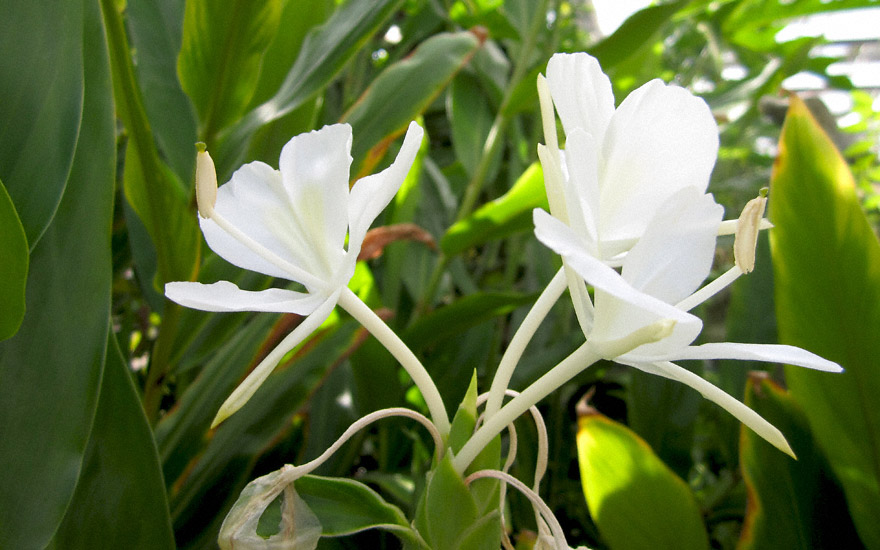 Weißer Ingwer (Pflanze) - Hedychium coronarium