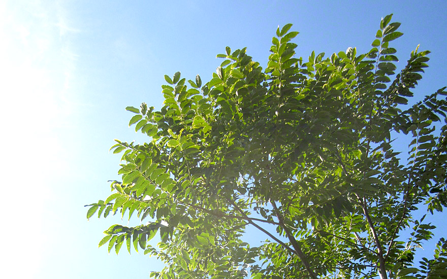 Chinesischer Gemüsebaum (Pflanze) - Toona sinensis