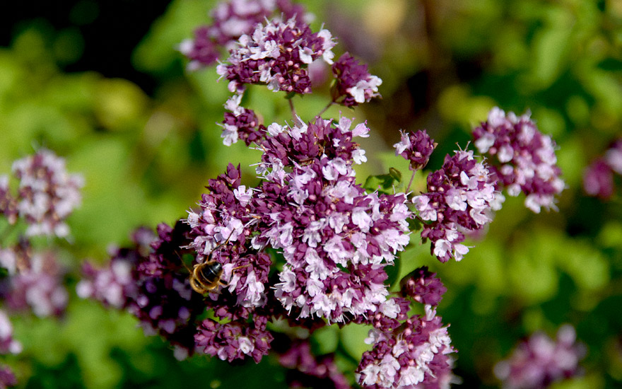 Dost (Wilder Majoran) (Pflanze) Origanum vulgare Majoran & Oregano
