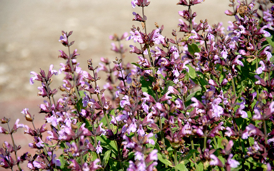 Salbei, rosa blühend (Pflanze) Salvia officinalis’ Rosea’ Salbei
