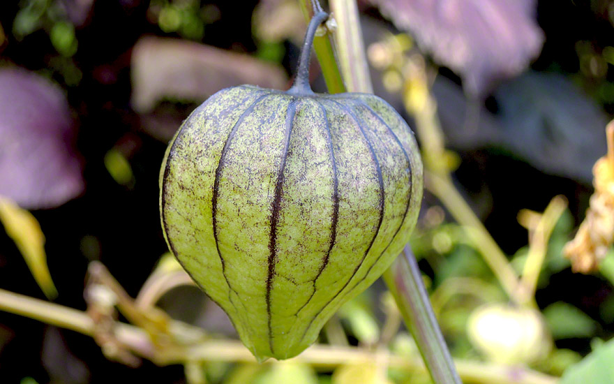 Tomatillo (Saatgut) - Physalis ixocarpa | Mexikanische Würzkräuter ...