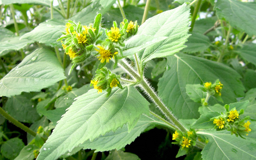 Xi Xian Cao (Saatgut) Siegesbeckia pubescens Xi Xian CaoYucca