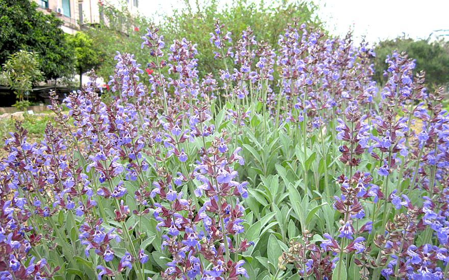 Salbei, blau blühend (Saatgut) Salvia officinalis