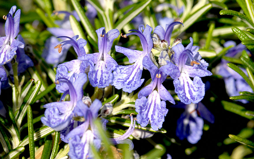 Rosmarin 'Santa Barbara' (Pflanze) Rosmarinus officinalis Rosmarin