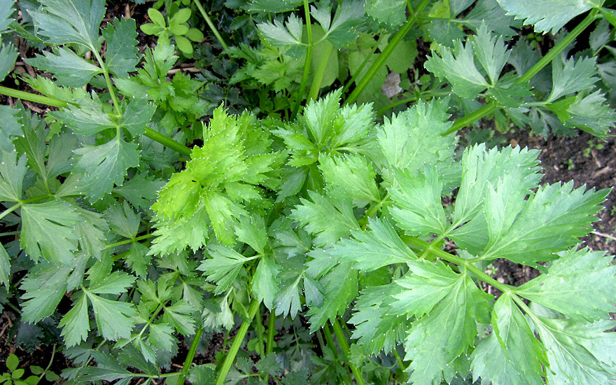 Schnittsellerie (Saatgut) - Apium graveolens | Sellerie | Salbei ...