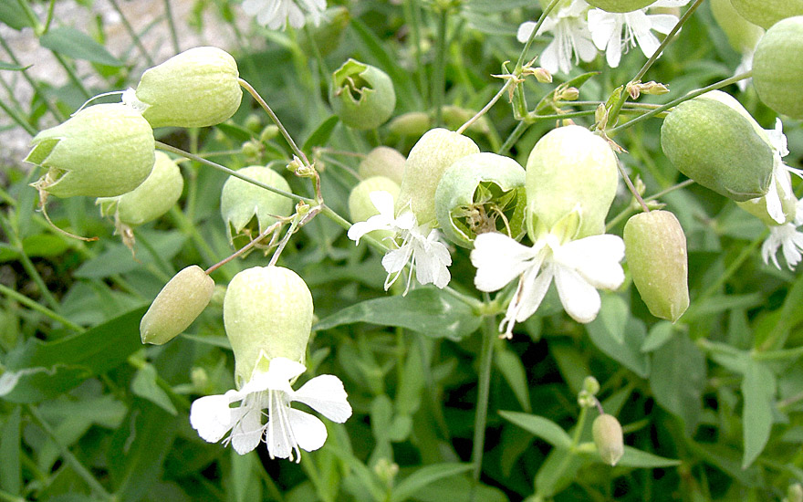 Strigoli (Saatgut) Silene vulgaris Blattgemüse Essbare Pflanzen