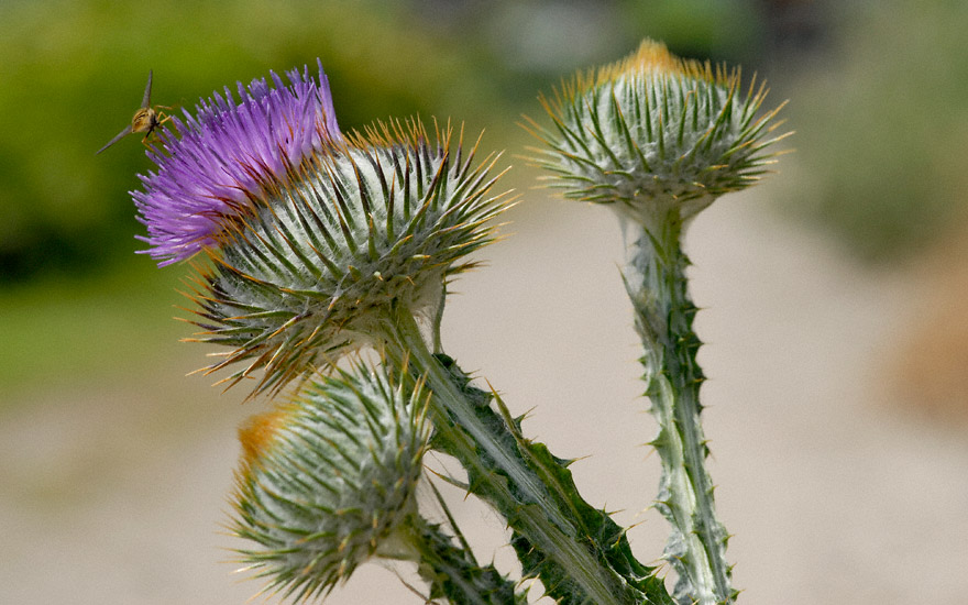 Eselsdistel