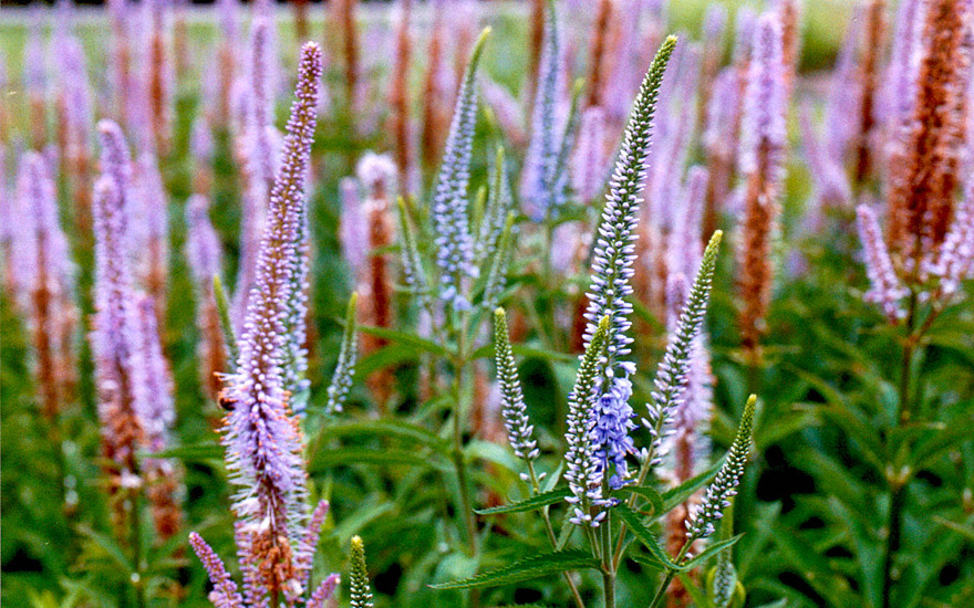 Virginischer Ehrenpreis (Pflanze) Veronicastrum virginicum