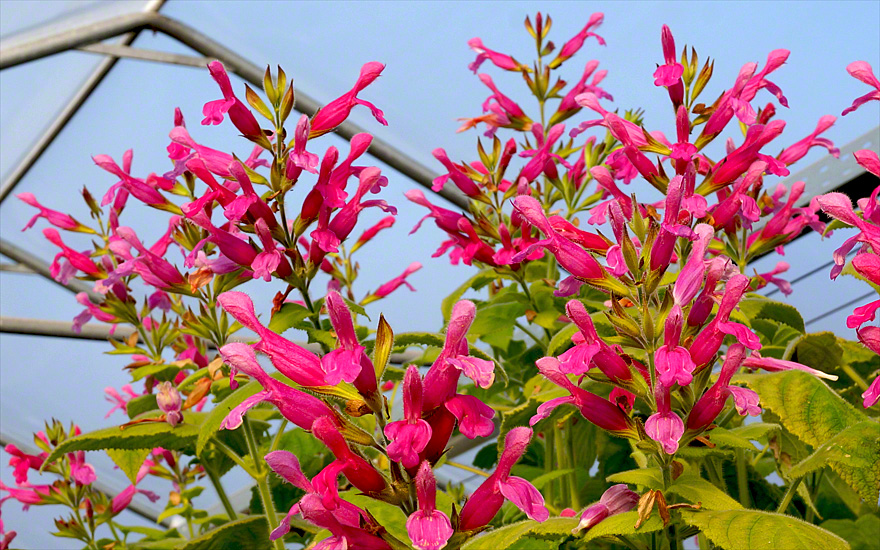 Fruchtsalbei (Pflanze) - Salvia dorisiana | Salbei | Salbei-Süßholz