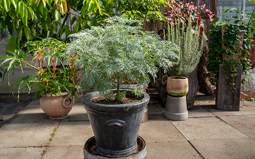 Strauch-Wermut (Pflanze)