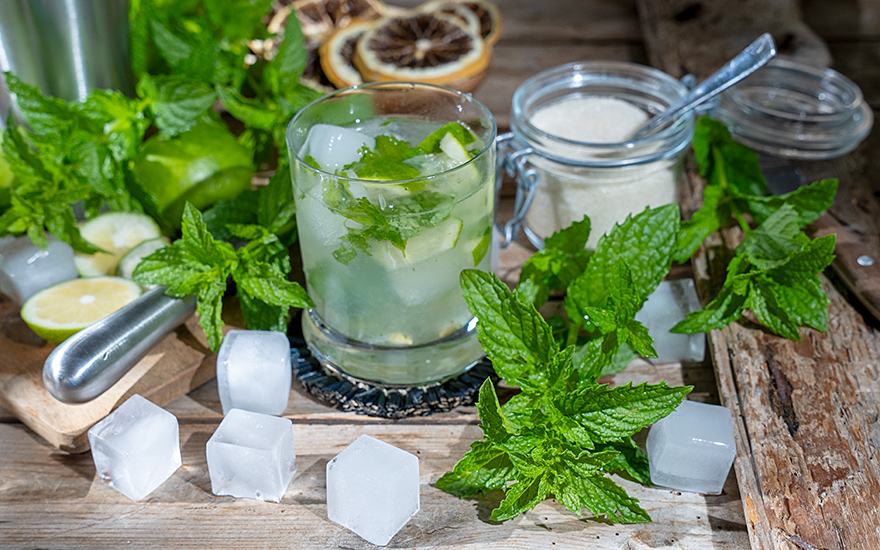 Mojito-Minze (Pflanze)