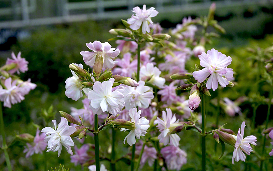 Saatgut Pinke Riesen-Seifenblume Saponaria officinalis für den Blumenstrauss 