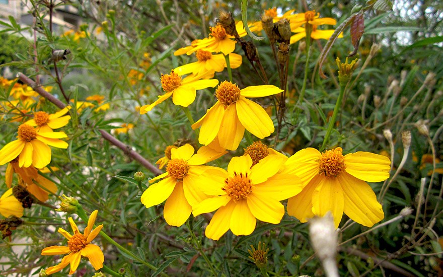 Strauch-Tagetes (Saatgut)