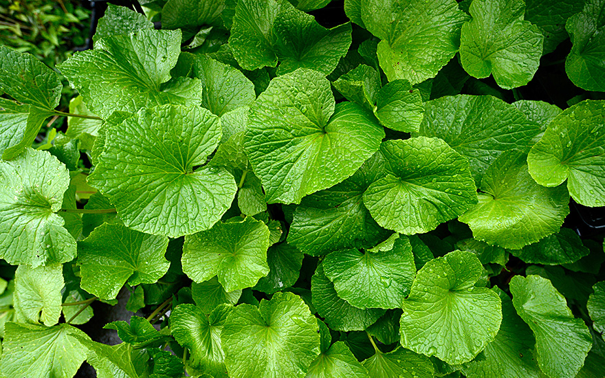 Wasabi 'Mephisto Red' (Pflanze)