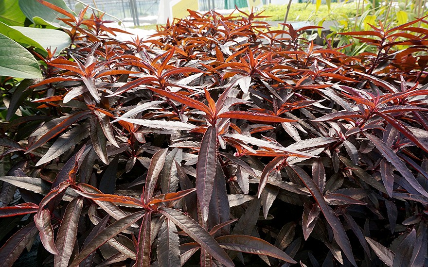 Mukunu-Wenna, rot (Pflanze)