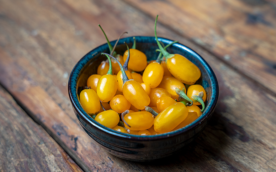 Goji-Beere 'Golden Honey' (Pflanze)