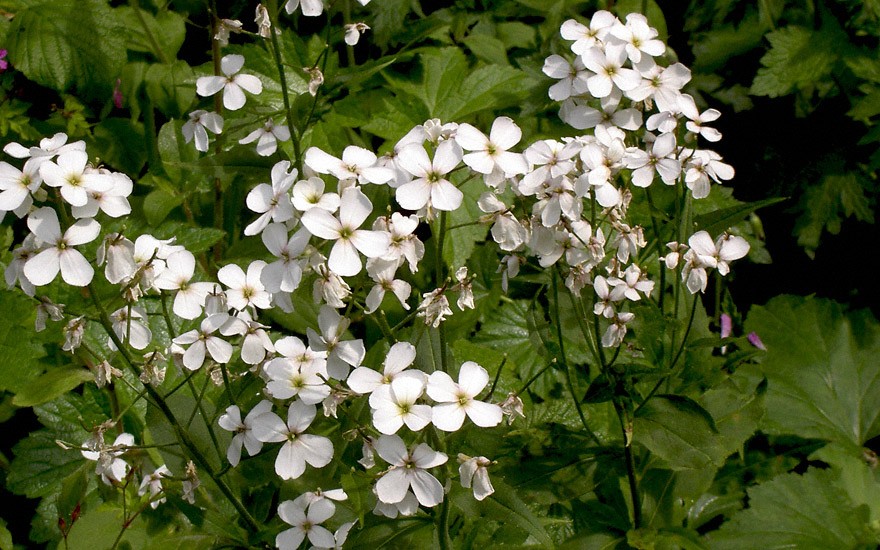 Nachtviole, weiß blühend (Saatgut)