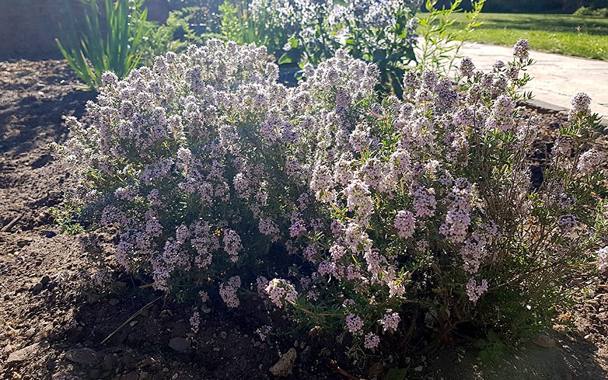 Italienischer Oreganothymian (Pflanze)