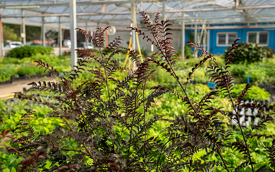 Sansho 'Purple Leaf' (Pflanze)