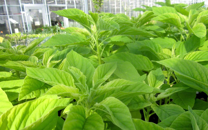 Green Callaloo (Saatgut)