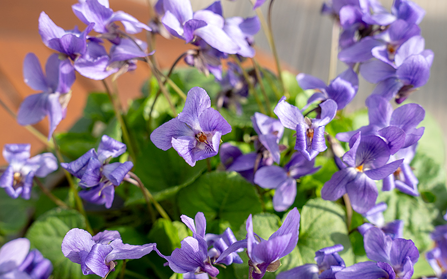 Duftveilchen (Pflanze)