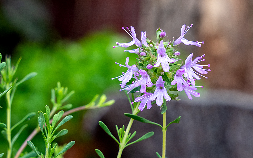 Marokkanischer Thymian (Pflanze)