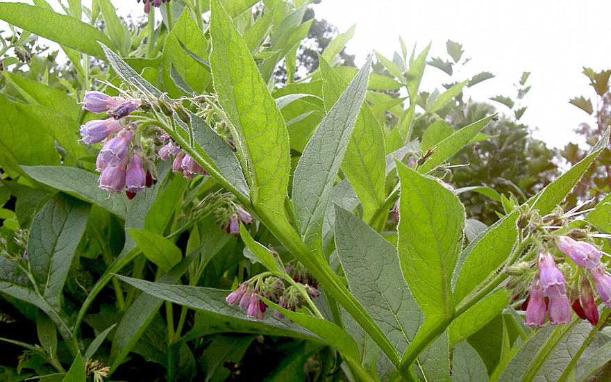 Comfrey, Bocking No.14 (Pflanze)