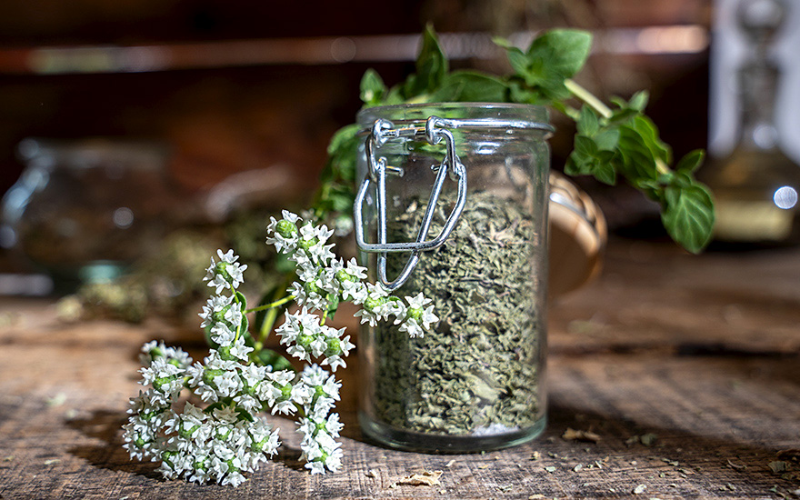 Türkischer Oregano (Pflanze)