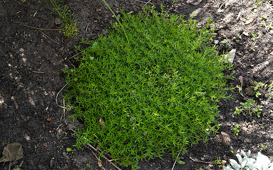 Thymian 'Giant Pale Laye' (Pflanze)