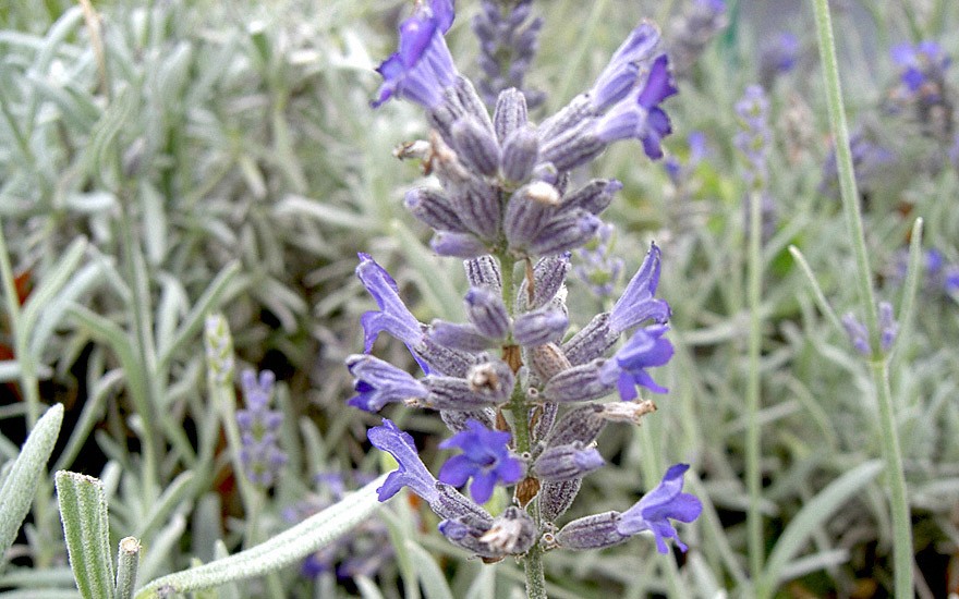 Lavendel 'Moroccan' (Pflanze)