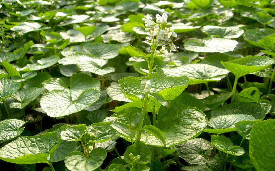 Wasabi, Japanischer Meerrettich (Pflanze)