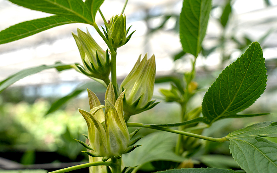 Weißer Bissap (Grüner Hibiskus) (Pflanze)