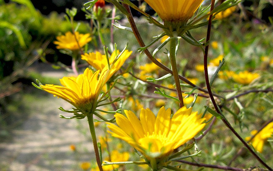 Arabische Ringelblume (Saatgut)