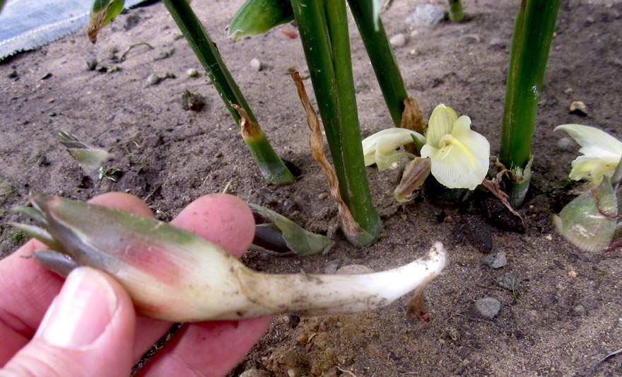 Japanischer Ingwer (Myoga) (Pflanze)