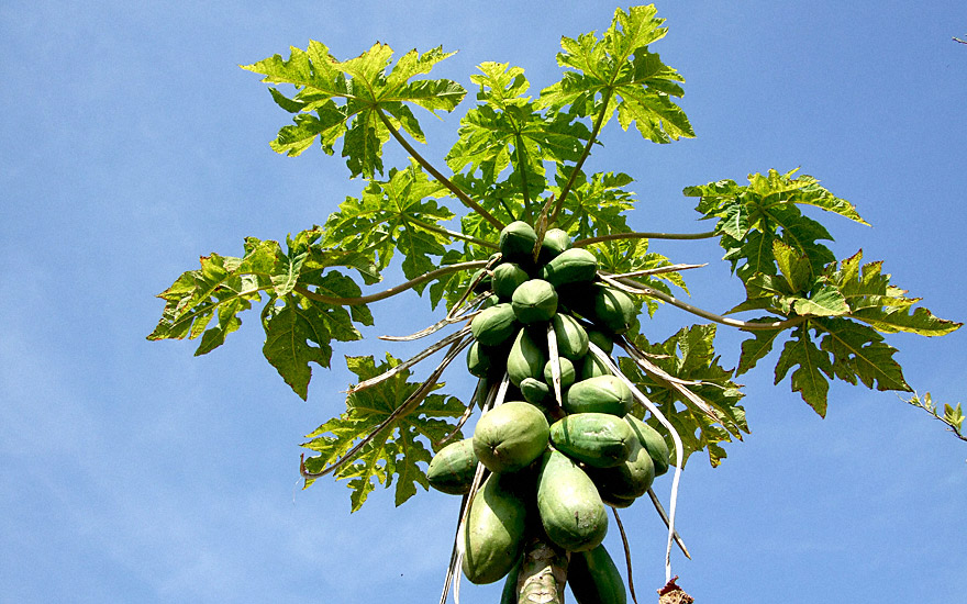 Papaya (Saatgut) PEinzelsorten PapayaPrachtscharte Pflanzen