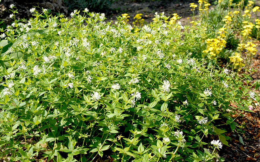 Turiner Waldmeister (Pflanze)