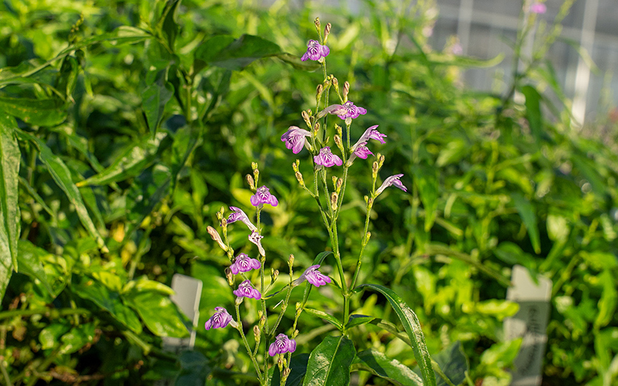 Justicia 'Puerto Rico' (Pflanze)