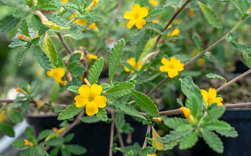 Echte Damiana (Pflanze)