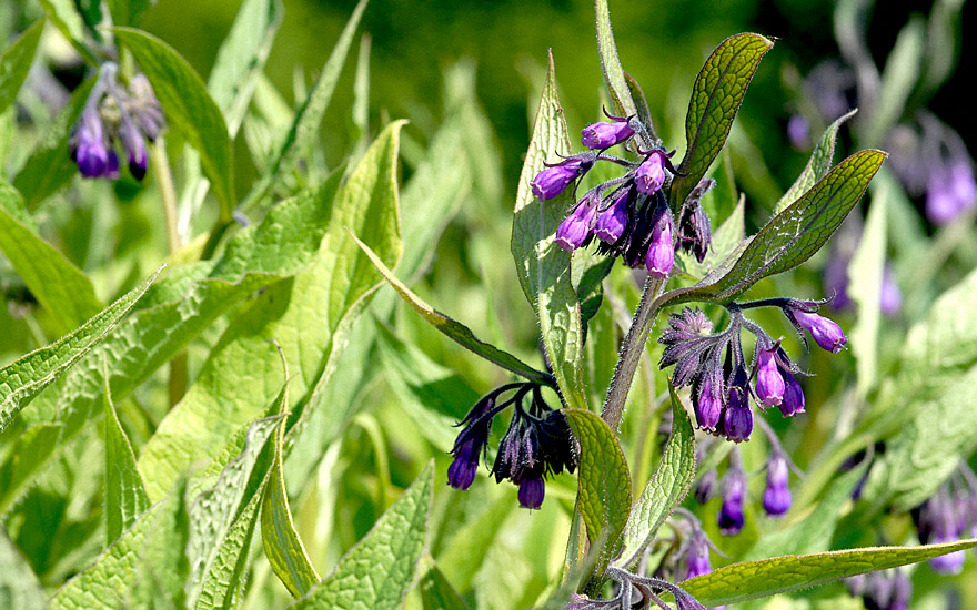 Beinwell (Wilder Comfrey) (Pflanze)