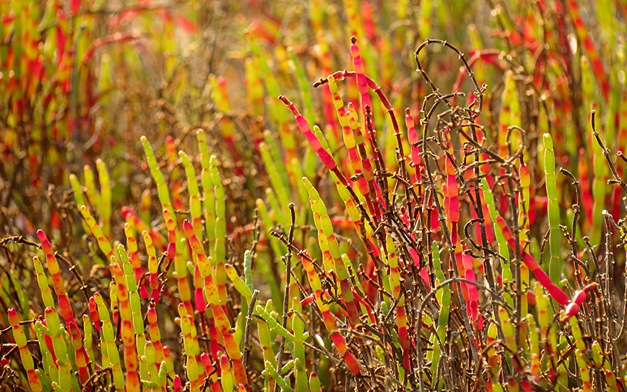 Amerikanischer Queller (Saatgut)