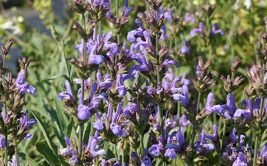 Kriechender Salbei (Pflanze)