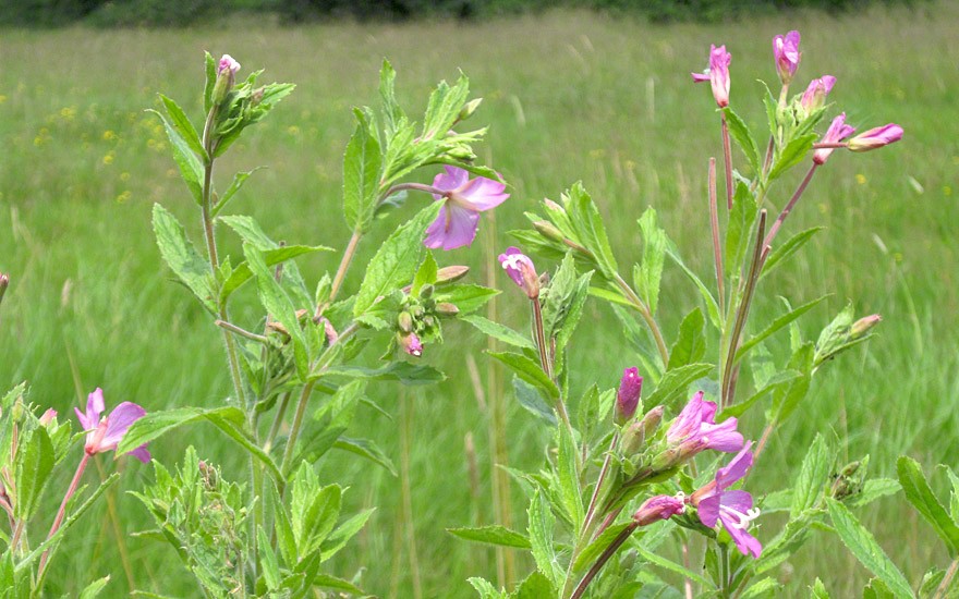 Kleinblütiges Weidenröschen (Saatgut)