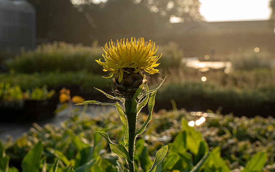 Riesen-Flockenblume (Saatgut)