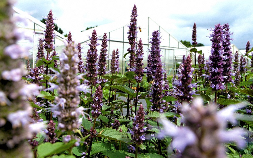 Agastache 'Korean Zest' (Pflanze)