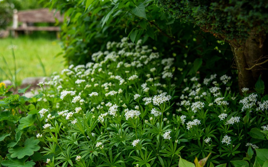 Waldmeister (Pflanze)