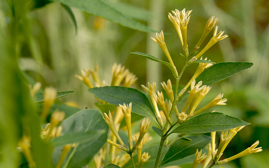 Palqui (Pflanze)