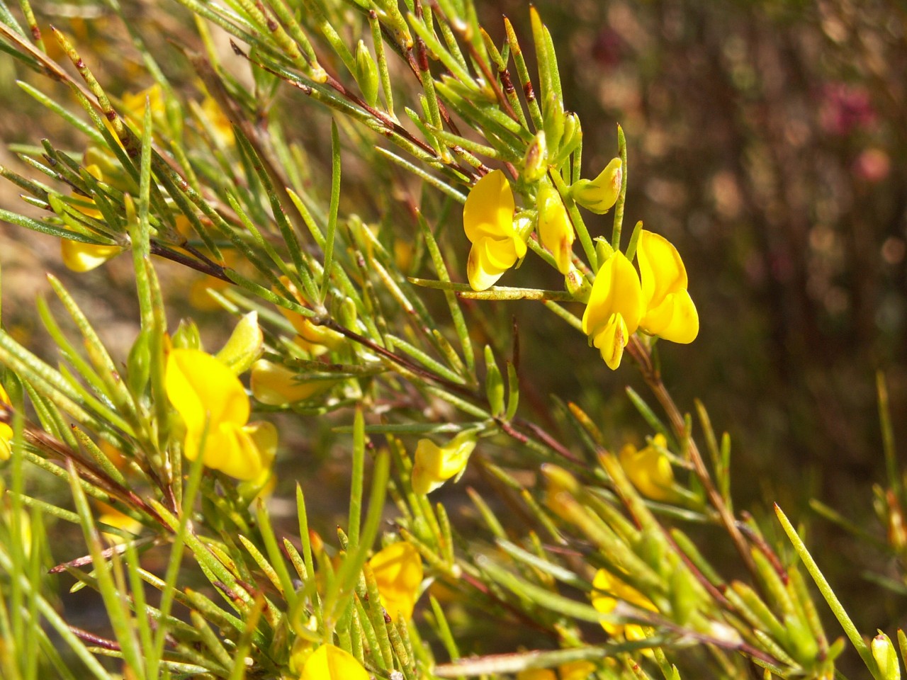 Rotbusch (Rooibos) (Saatgut)